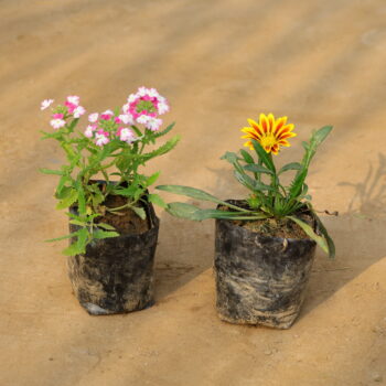 Set of 2 Gazenia and Verbena in 4 inch nursery bag