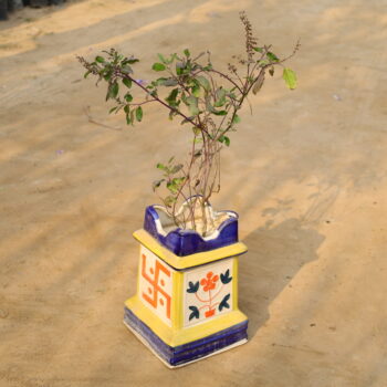 Shyama Tulsi in 8 inch Ceramic Pot