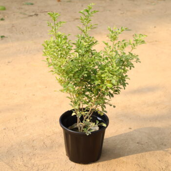 Muraiya in 8 inch nursery pot