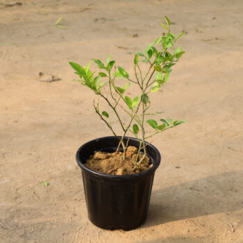 China Orange in 8 inch nursery pot
