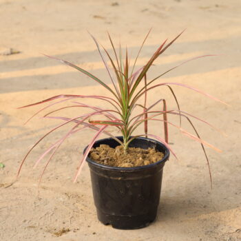 Clorma Red in 6 inch nursery pot