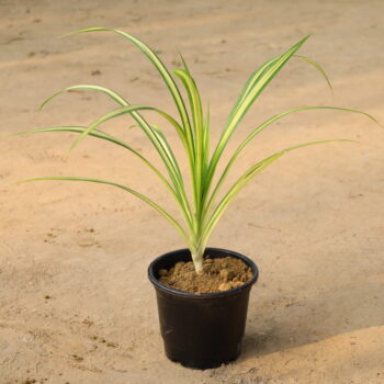 Pendeness in 6 inch nursery pot