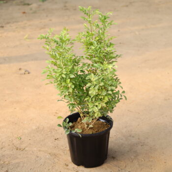 Muraiya in 8 inch nursery bag