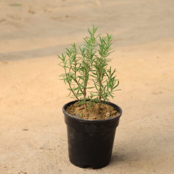 Rose marry in 6 inch nursery pot