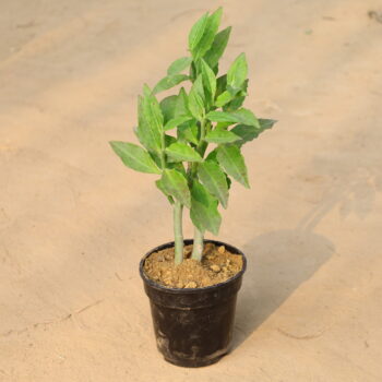 Pidulenthus in 6 inch nursery pot