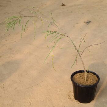 Amla in 6 inch nursery pot