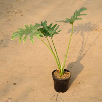 Sellum in 6 inch nursery pot
