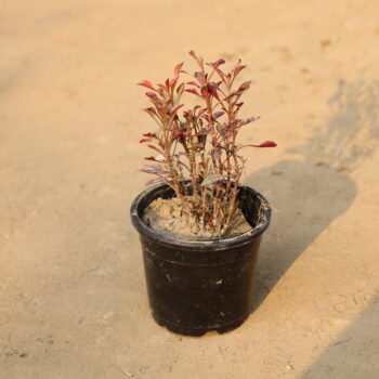 Termelia in 6 inch nursery pot