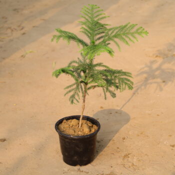 Ixora in 6 inch nursery pot