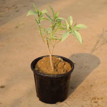 Aurokeria in 6 inch nursery pot