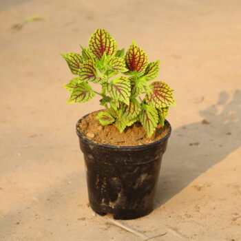 Chandini in 6 inch nursery pot
