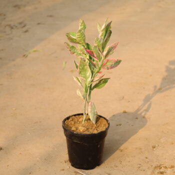 Coleus in 6 inch nursery pot