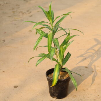 Pidulenthus in 6 inch nursery pot